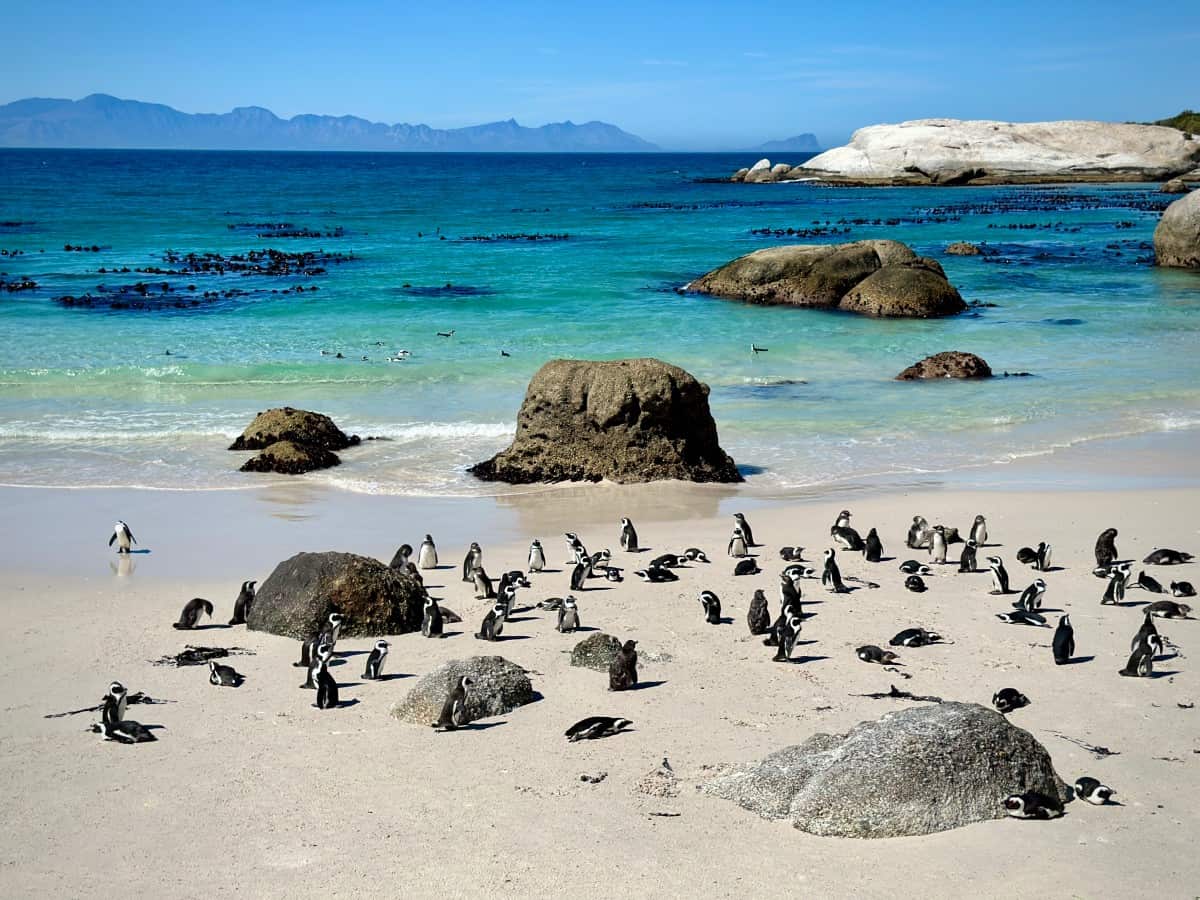 African penguins at Boulders Beach, Cape Town